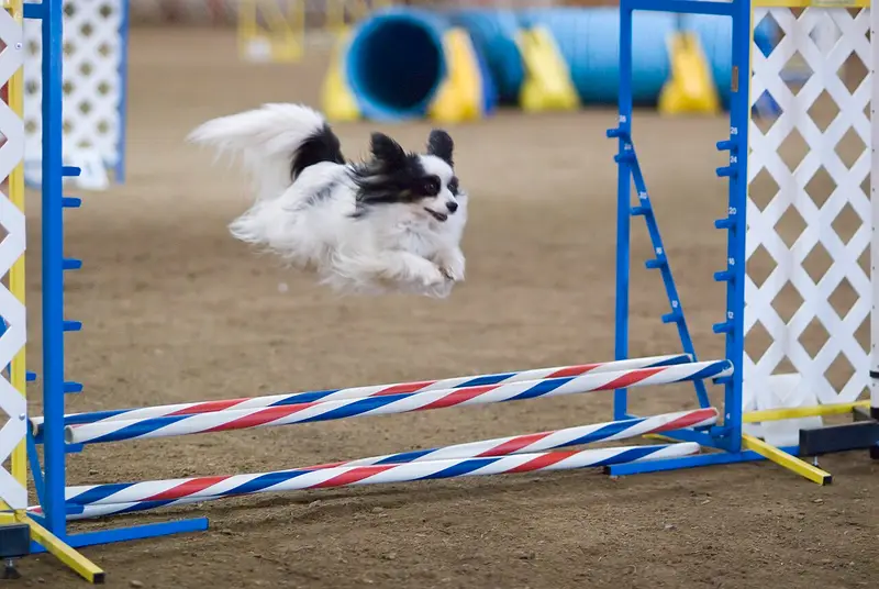 Photo of a Papillon