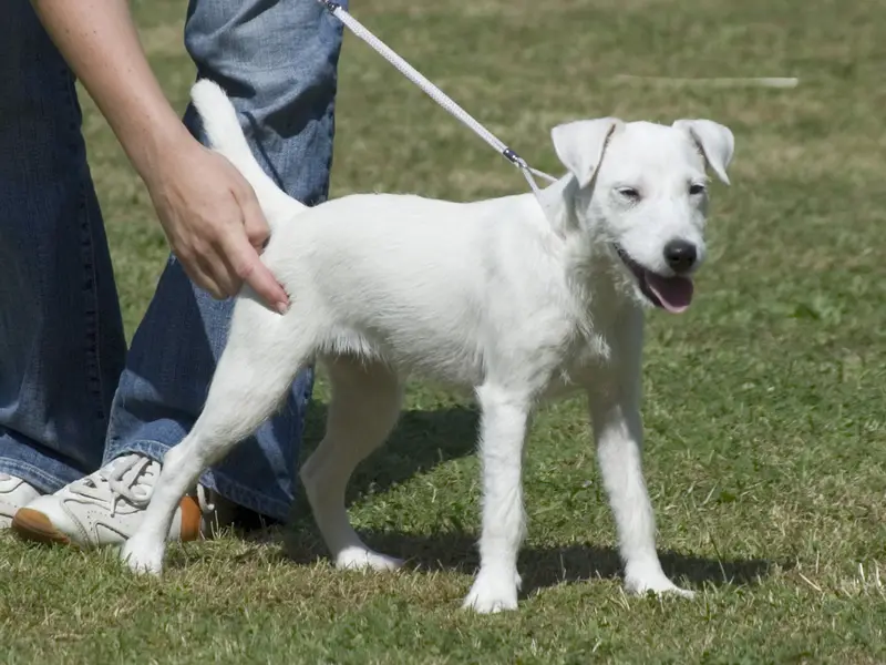Photo of a Parson Russell Terrier
