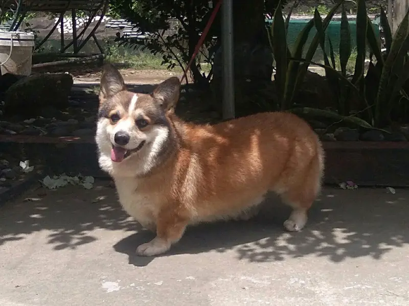 Photo of a Pembroke Welsh Corgi
