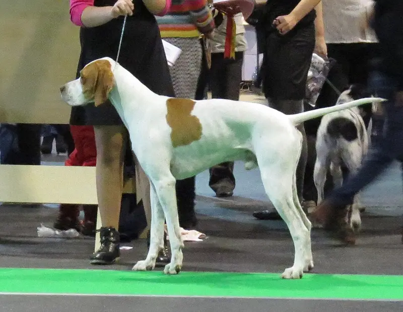 Photo of a Pointer