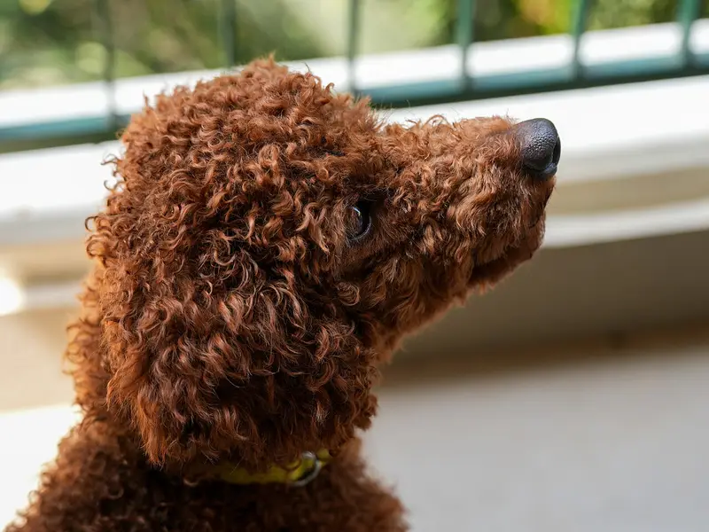 Photo of a Poodle (Miniature)