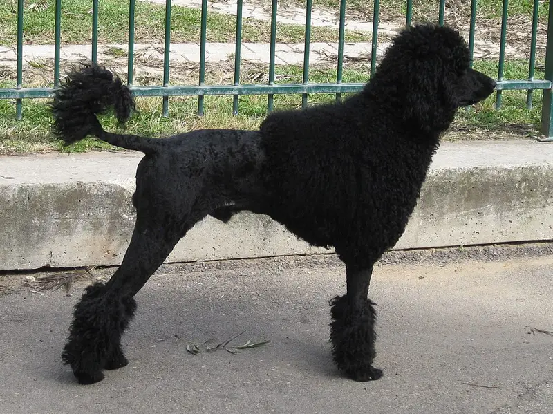 Photo of a Poodle (Standard)