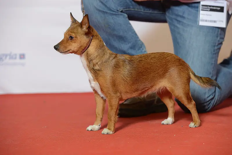 Photo of a Portuguese Podengo Pequeno