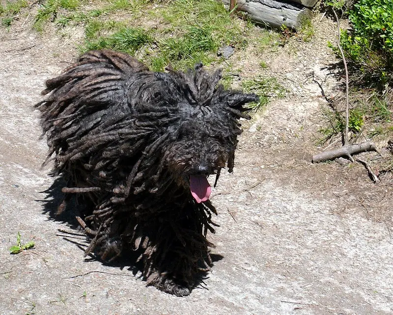 Photo of a Puli