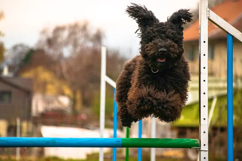 Photo of a Pumi
