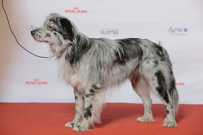 Photo of a Pyrenean Shepherd
