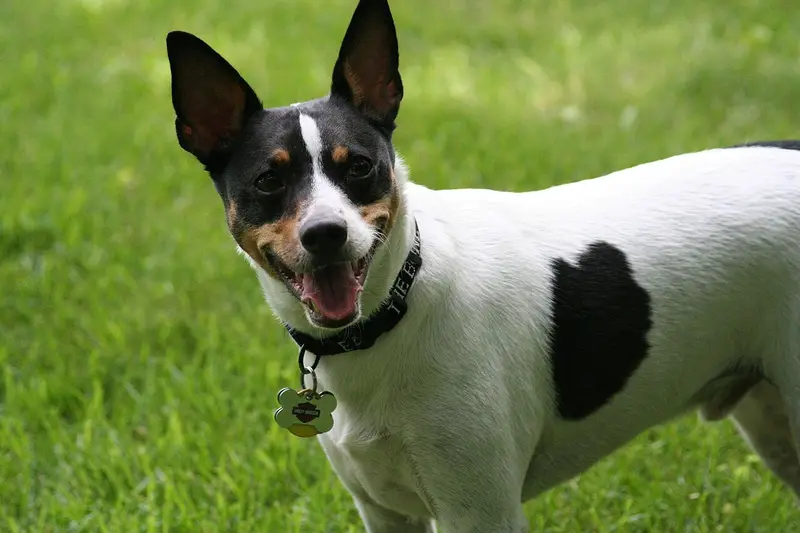 Photo of a Rat Terrier