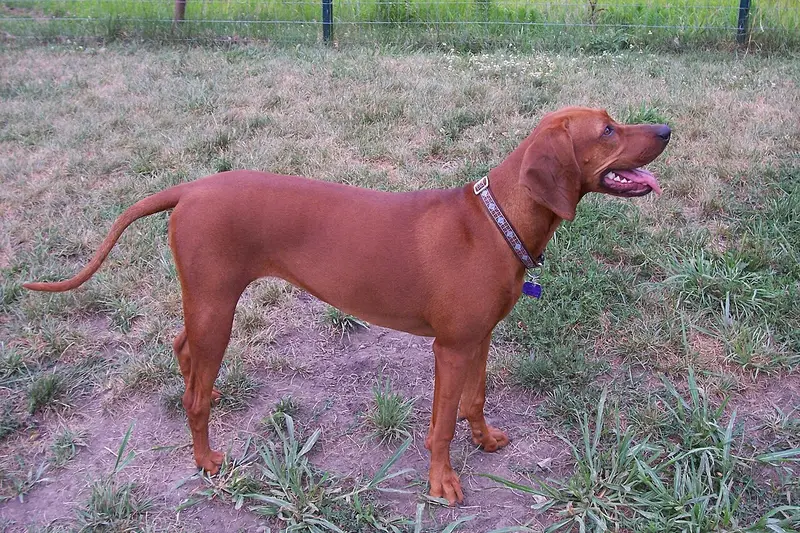 Photo of a Redbone Coonhound