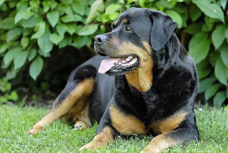 Black and tan Rottweiler lying on grass with its tongue out