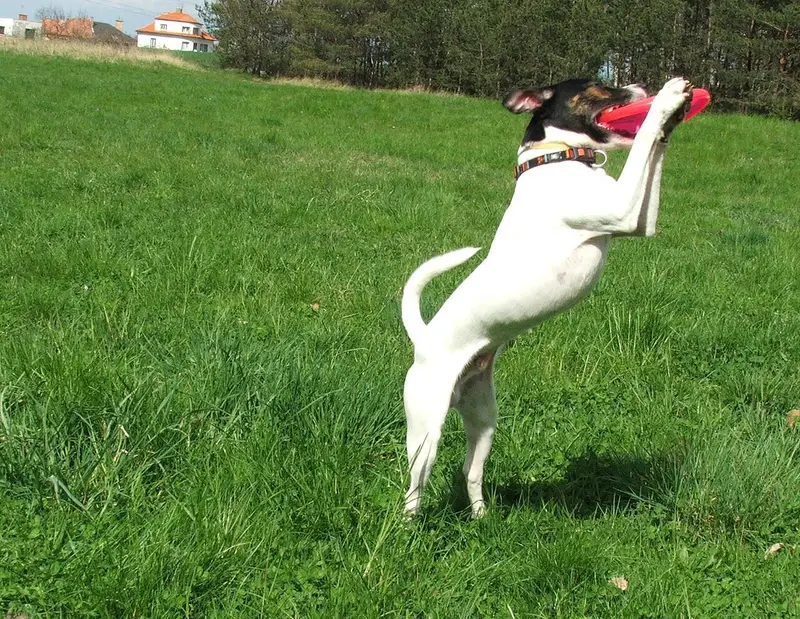 Photo of a Russell Terrier
