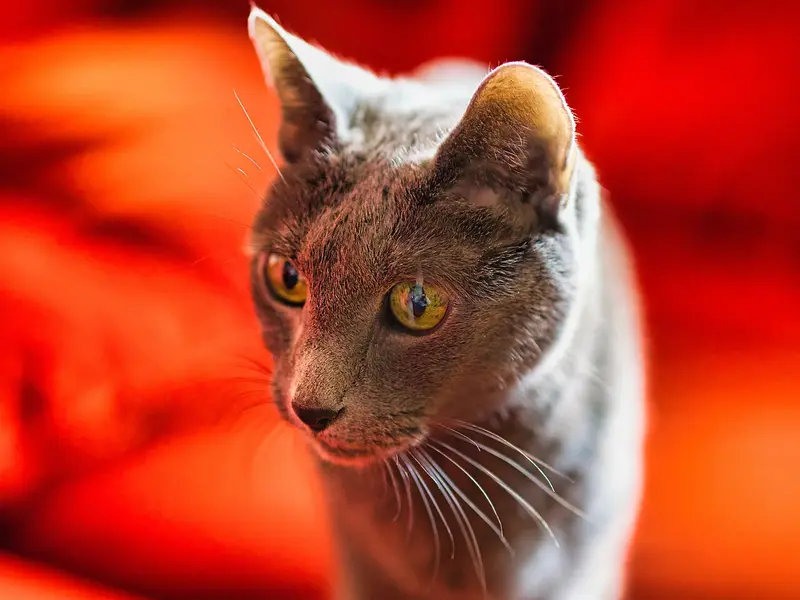 Photo of a Russian Blue cat