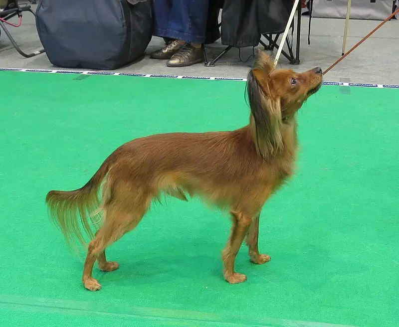 Photo of a Russian Toy