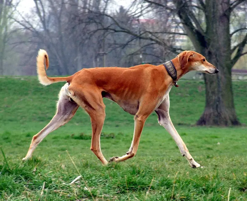 Photo of a Saluki