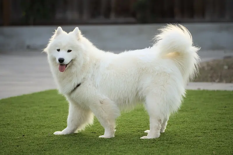 Photo of a Samoyed