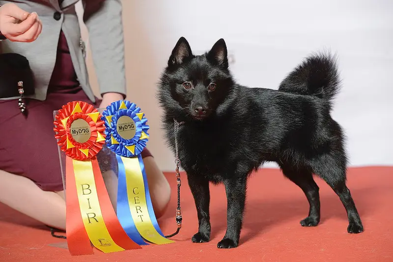 Photo of a Schipperke