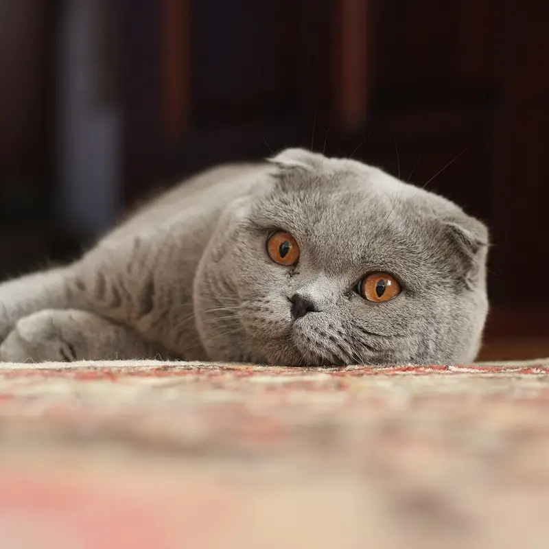 Photo of a Scottish Fold cat