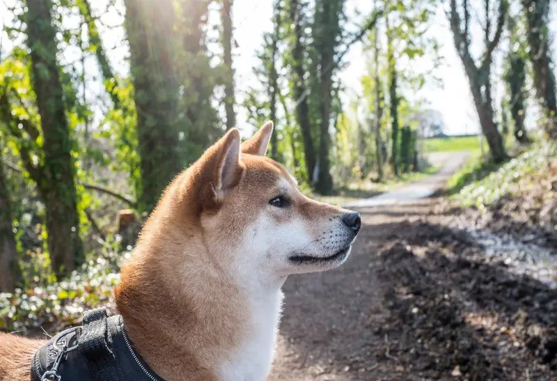 Photo of a Shiba Inu