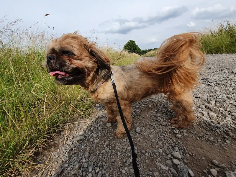 Photo of a Shih Tzu
