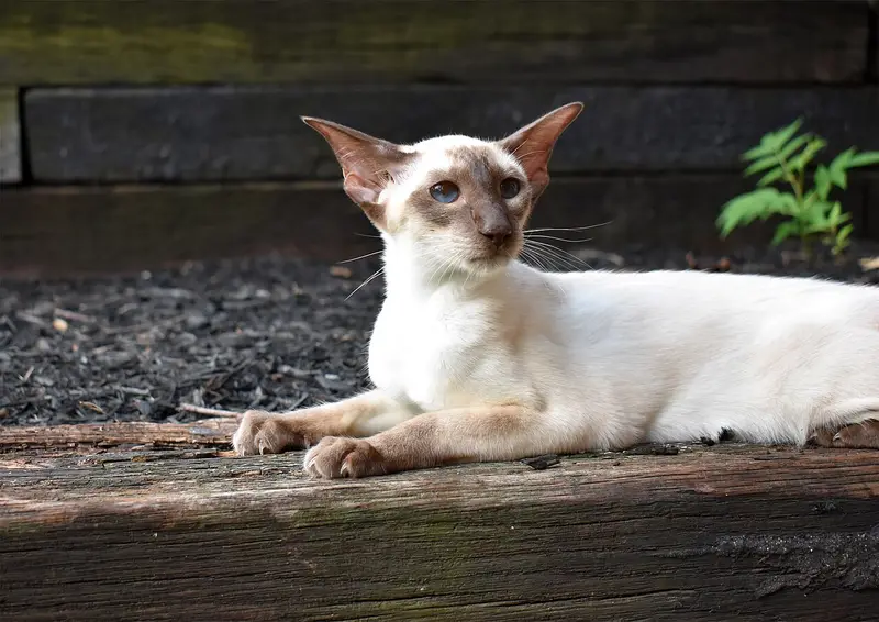 Photo of a Siamese cat