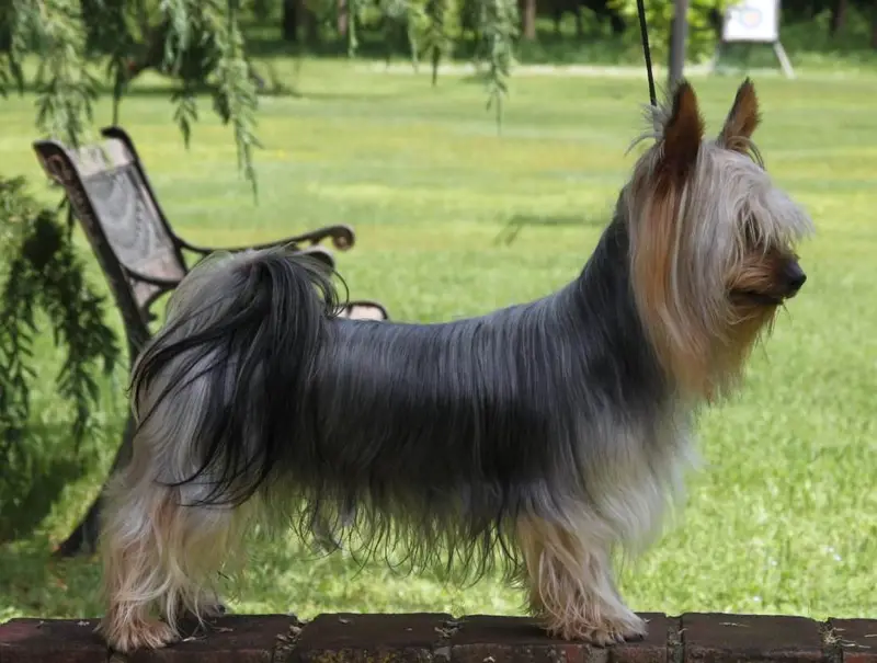 Photo of a Silky Terrier