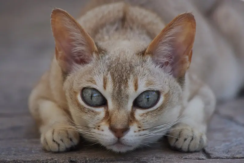 Photo of a Singapura cat
