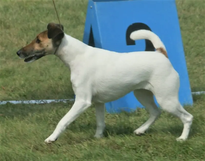 Photo of a Smooth Fox Terrier