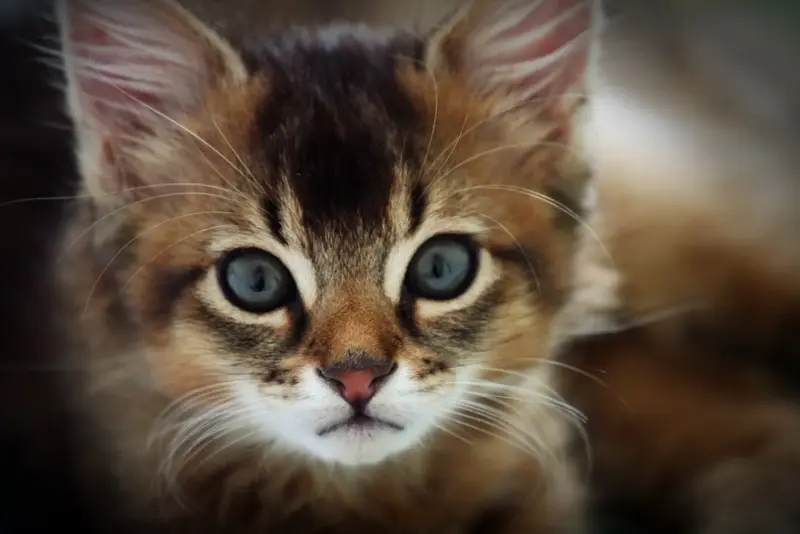 Photo of a Somali cat