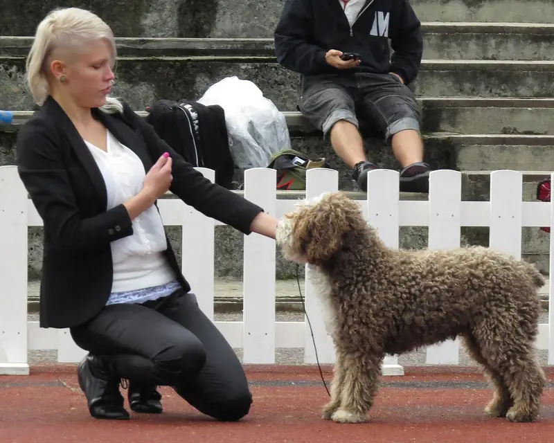Photo of a Spanish Water Dog