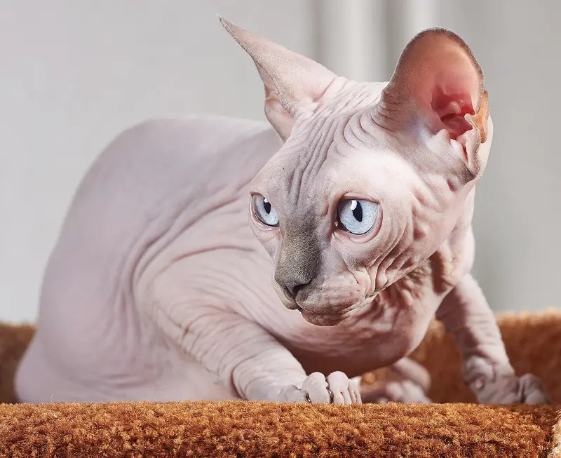 Photo of a Sphynx cat