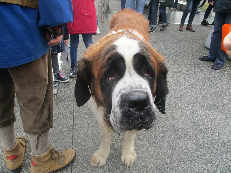 Photo of a Saint Bernard