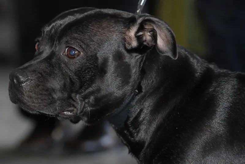 Photo of a Staffordshire Bull Terrier