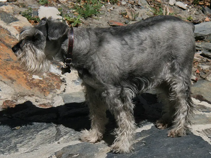 Photo of a Standard Schnauzer