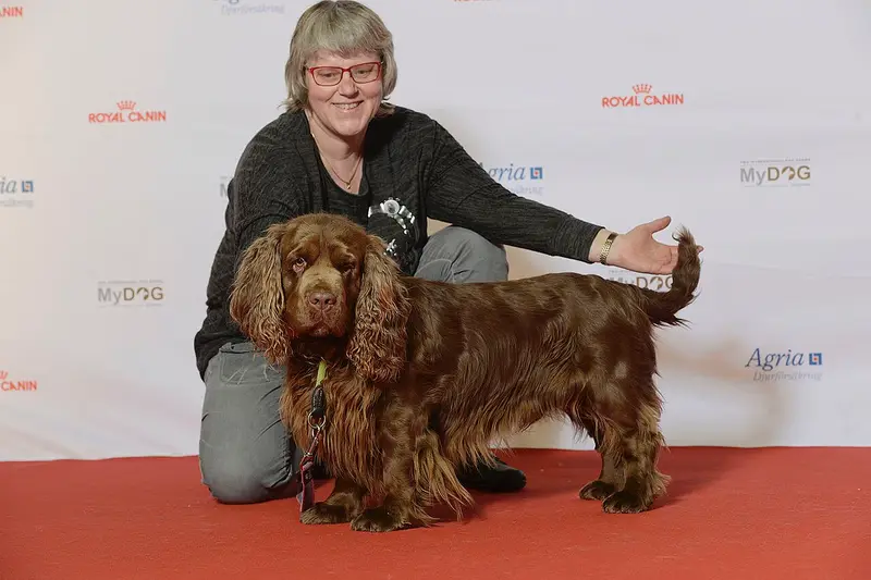 Photo of a Sussex Spaniel