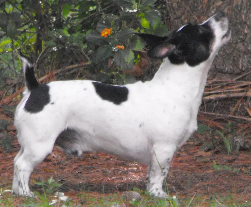 Photo of a Teddy Roosevelt Terrier