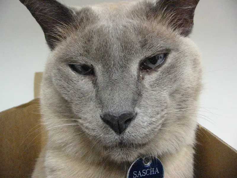 Photo of a Tonkinese cat