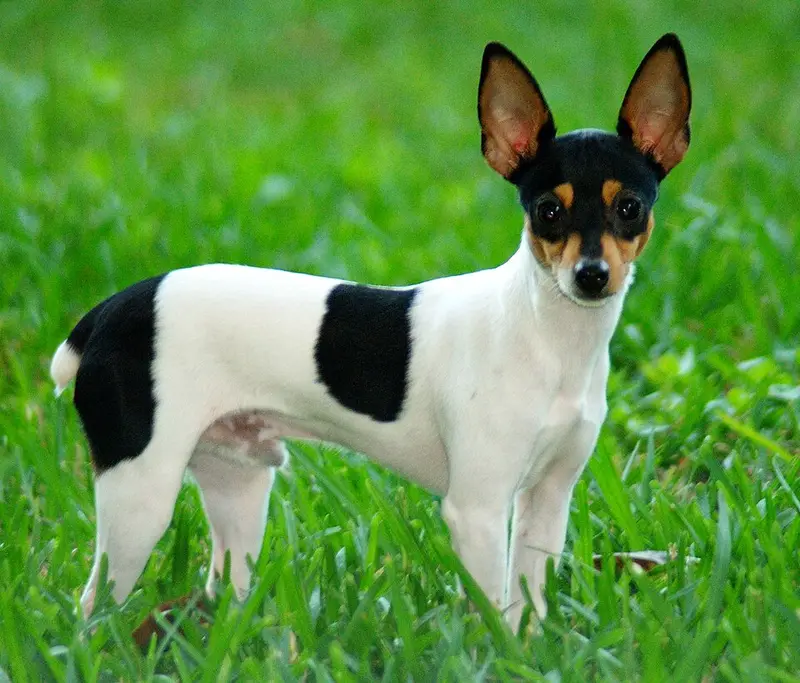 Photo of a Toy Fox Terrier