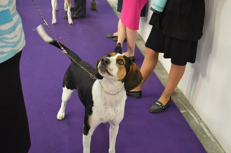 Photo of a Treeing Walker Coonhound