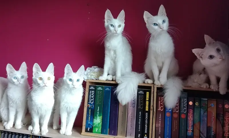 Photo of a Turkish Angora cat