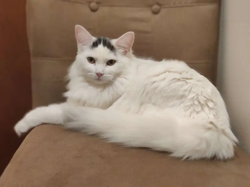 Photo of a Turkish Van cat