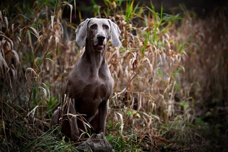 Photo of a Weimaraner