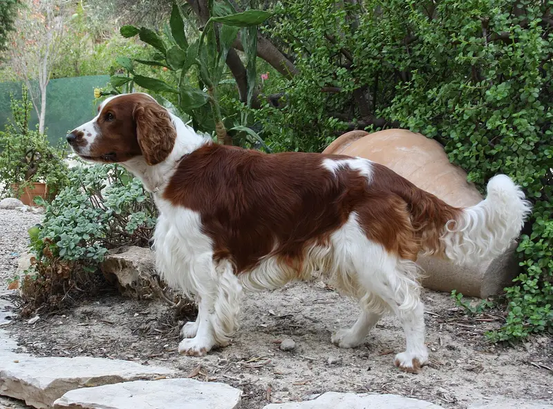 Photo of a Welsh Springer Spaniel