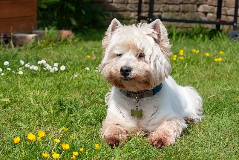 Photo of a West Highland White Terrier