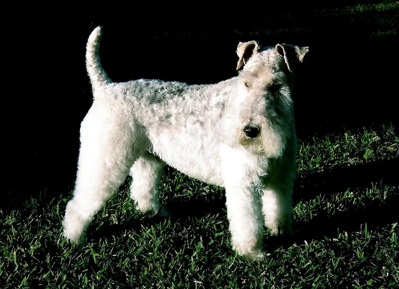 Photo of a Wire Fox Terrier