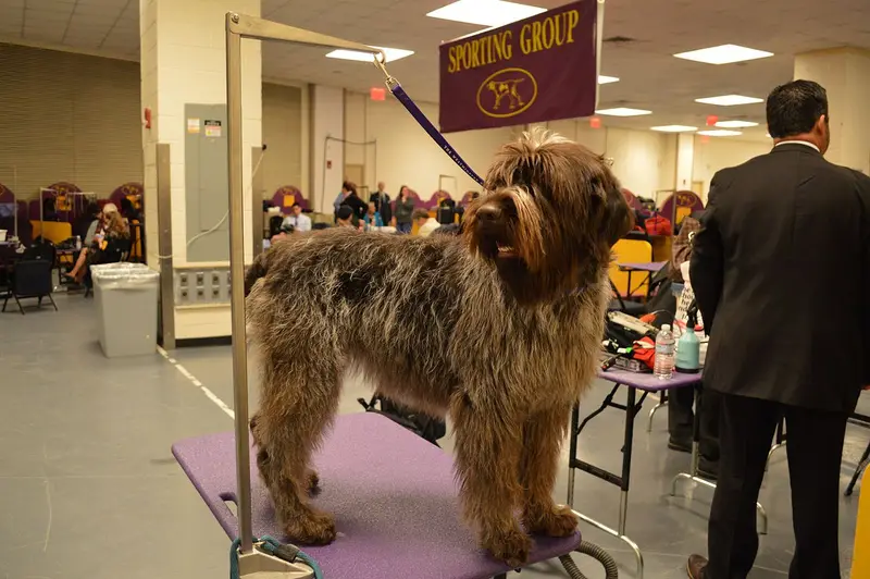 Photo of a Wirehaired Pointing Griffon